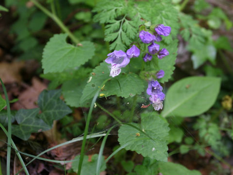 Meehania urticifolia