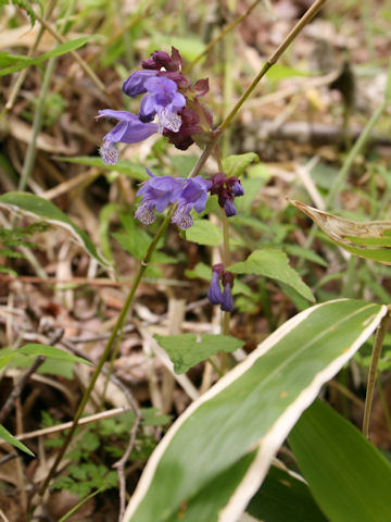 Meehania urticifolia