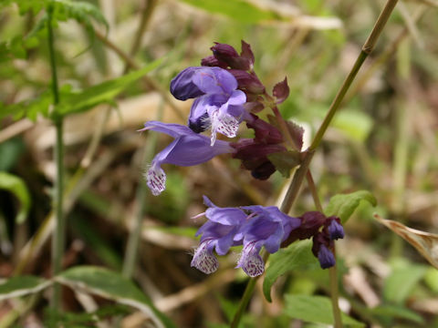 Meehania urticifolia