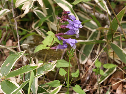 Meehania urticifolia