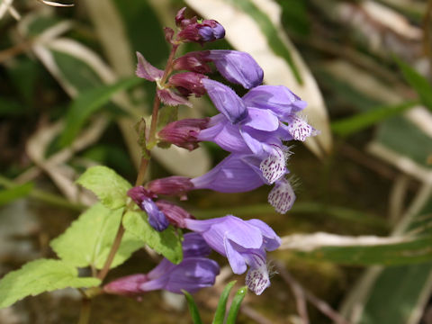 Meehania urticifolia