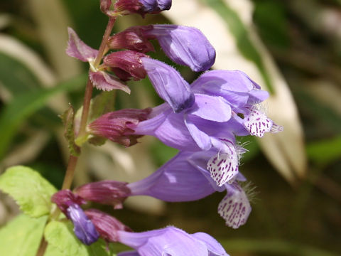 Meehania urticifolia