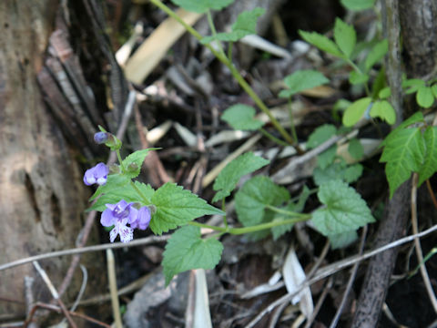 Meehania urticifolia