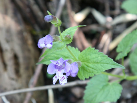 Meehania urticifolia