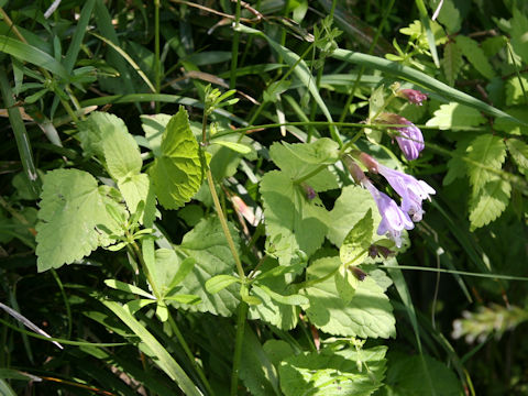 Meehania urticifolia