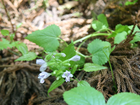 Meehania urticifolia