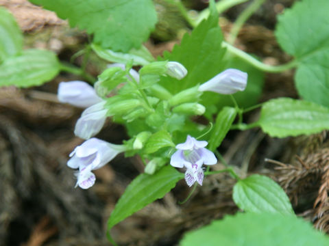 Meehania urticifolia