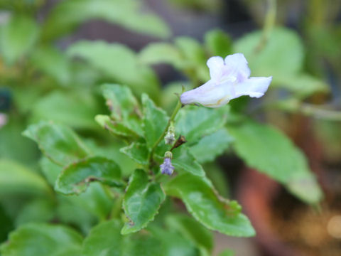 Lysionotus pauciflorus var. ikedae