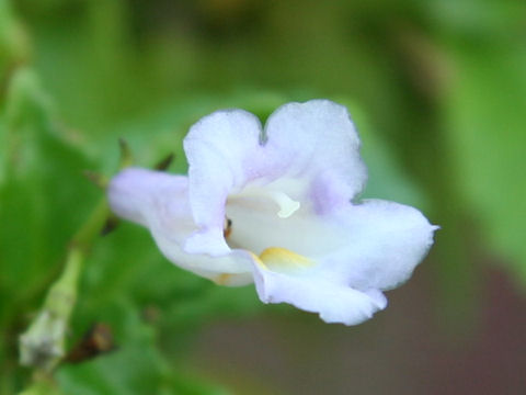 Lysionotus pauciflorus var. ikedae