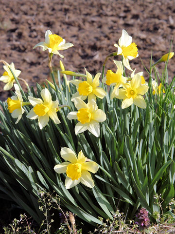 Narcissus pseudo-narcissus