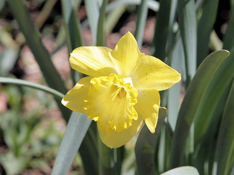 Narcissus pseudo-narcissus