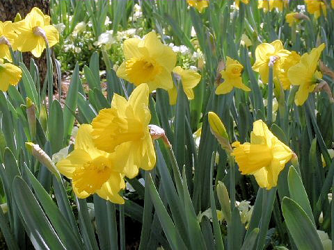 Narcissus pseudo-narcissus