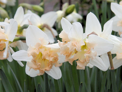 Narcissus pseudo-narcissus cv. Pink Parasol
