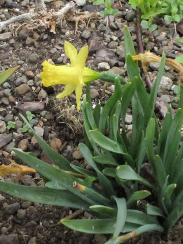 Narcissus pseudo-narcissus