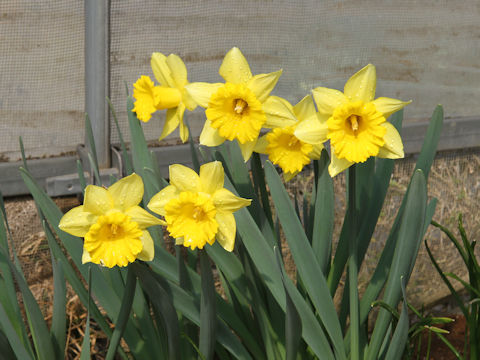 Narcissus pseudo-narcissus cv. Rijivert Early Sensation