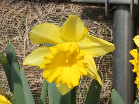 Narcissus pseudo-narcissus cv. Rijivert Early Sensation