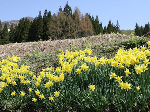 Narcissus pseudo-narcissus