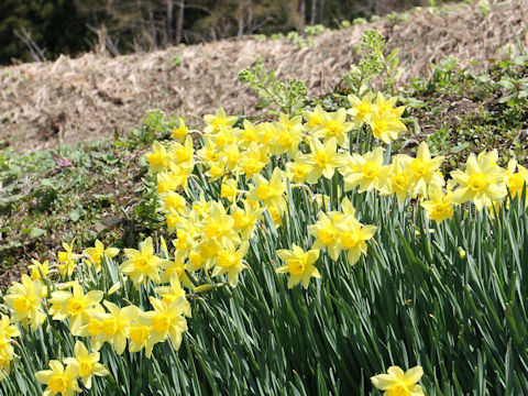 Narcissus pseudo-narcissus