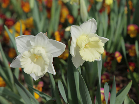 Narcissus pseudo-narcissus