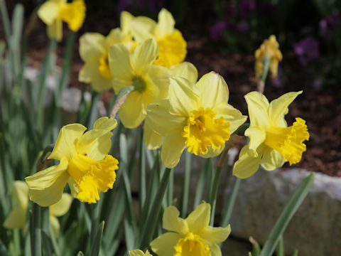 Narcissus pseudo-narcissus