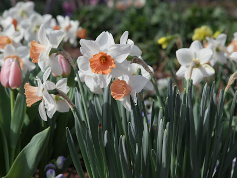 Narcissus pseudo-narcissus