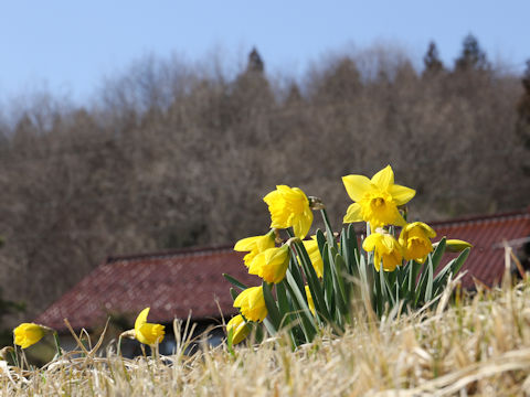 Narcissus pseudo-narcissus