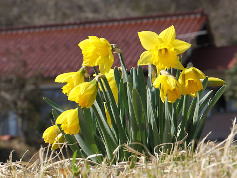 Narcissus pseudo-narcissus