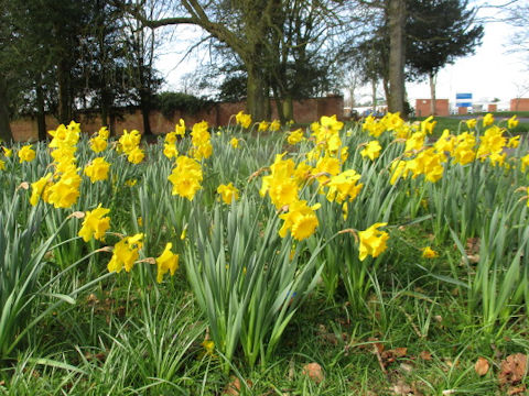 Narcissus pseudo-narcissus