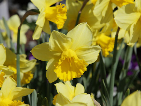 Narcissus pseudo-narcissus