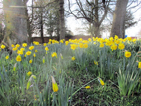 Narcissus pseudo-narcissus