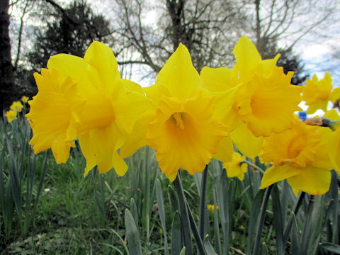 Narcissus pseudo-narcissus