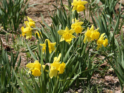 Narcissus pseudo-narcissus