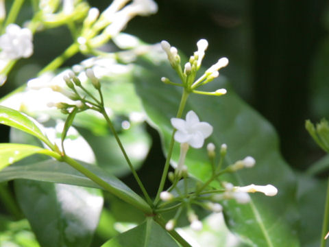 Rauwolfia paraensis