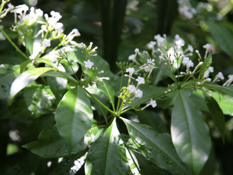 Rauwolfia paraensis