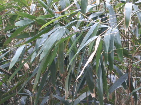 Pseudosasa japonica var. tsutsumiana