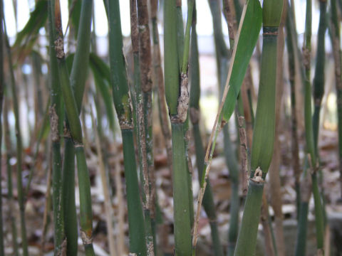 Pseudosasa japonica var. tsutsumiana