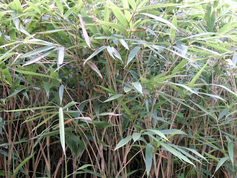 Pseudosasa japonica var. tsutsumiana