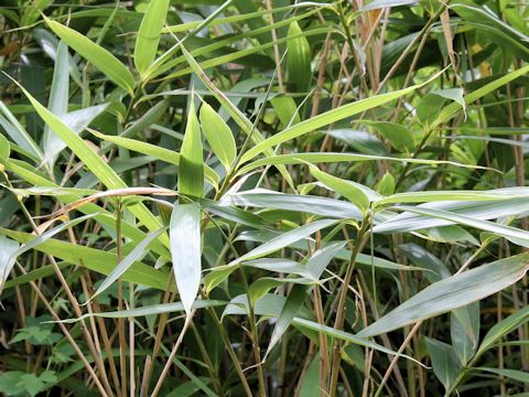 Pseudosasa japonica var. tsutsumiana