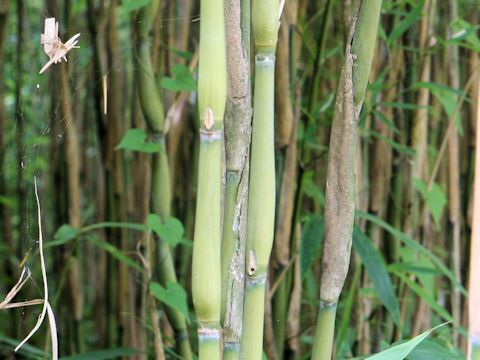 Pseudosasa japonica var. tsutsumiana