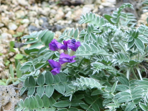 Oxytropis megalantha