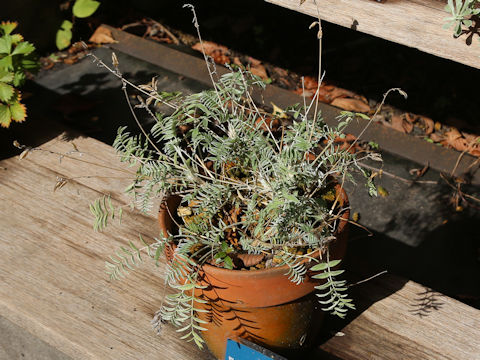 Oxytropis megalantha