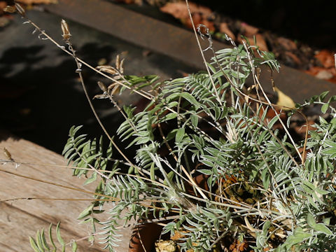 Oxytropis megalantha