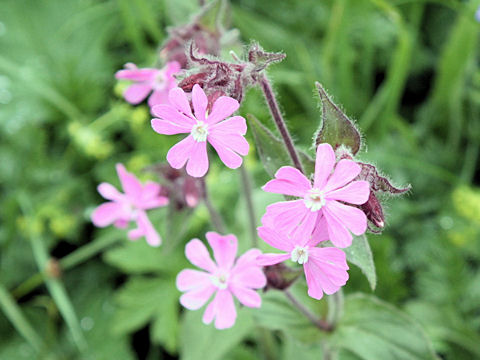 Silene dioica