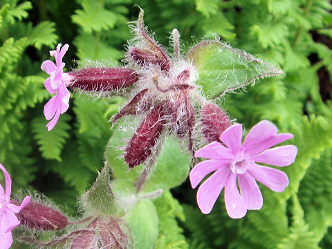 Silene dioica