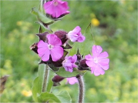 Silene dioica