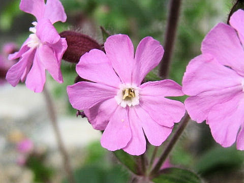 Silene dioica