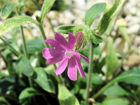 Silene dioica