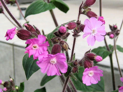 Silene dioica