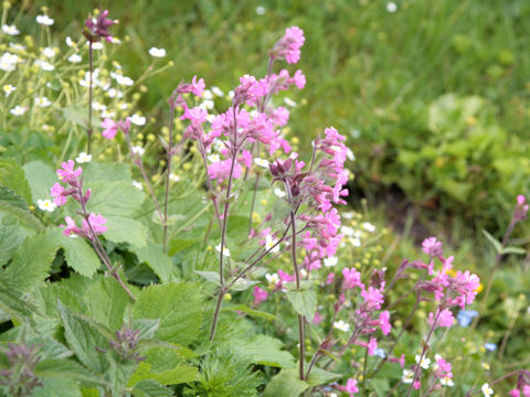 Silene dioica