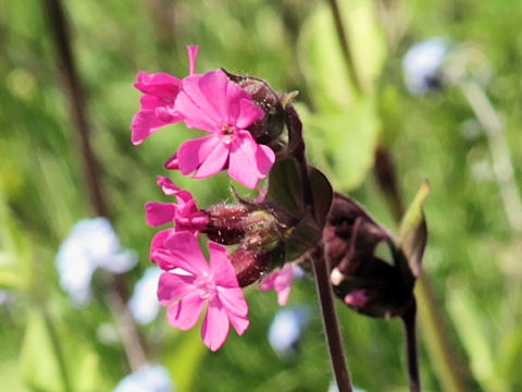 Silene dioica